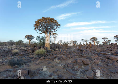 Quiver Tree Forest en Namibie au coucher du soleil Banque D'Images