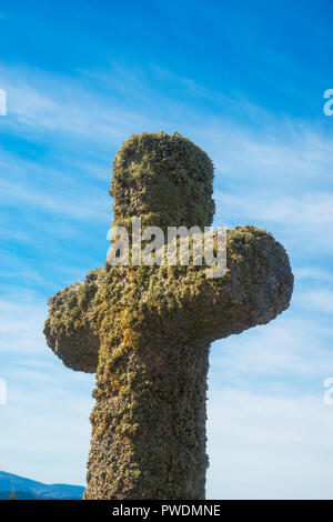 Les couverts de lichen. Santa María de los Caballeros, Avila province, Castilla Leon, Espagne. Banque D'Images