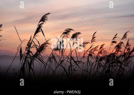 Misty roseaux pendant le coucher du soleil sur un fond de nuages colorés, roseau commun avec brouillard paysage Banque D'Images