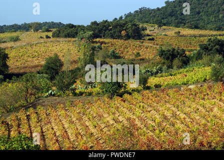 Sorgono, Sardaigne. Vignoble en automne Banque D'Images