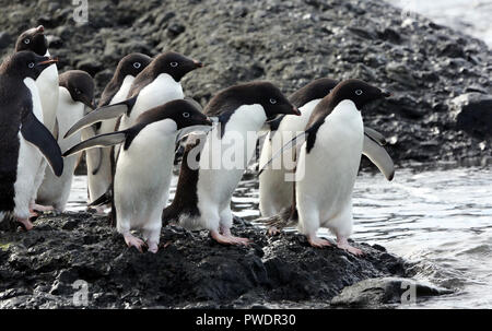 Manchots adélies se prépare à entrer dans l'eau pour nourrir Banque D'Images