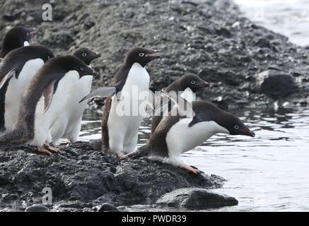 Manchots adélies se prépare à entrer dans l'eau pour nourrir Banque D'Images