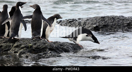 Manchots adélies se prépare à entrer dans l'eau pour nourrir Banque D'Images