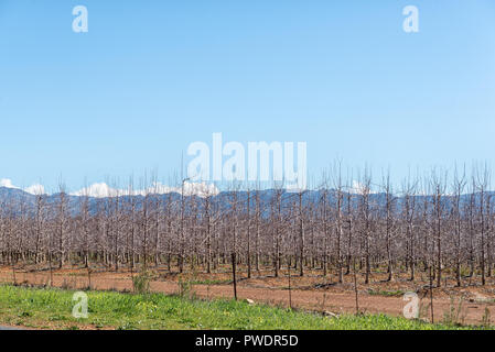 Paysage agricole sur route R46 près de Ceres dans la province occidentale du Cap. L'espalier arbres fruitiers sont visibles Banque D'Images
