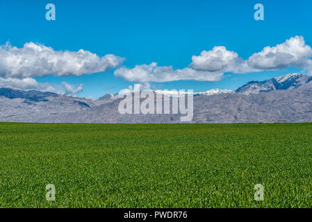 Un champ de maïs à côté de route R46 près de Ceres dans la province occidentale du Cap. La neige est visible sur les montagnes de la rivière Banque D'Images