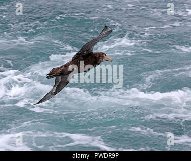 Pétrel de glisse sur les vents de la Passage de Drake avec une mer ci-dessous Banque D'Images
