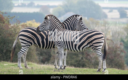 Deux zèbres de Chapman, photographié dans l'herbe avec des arbres en arrière-plan à Port Lympne Safari Park, Ashford, Kent UK. Banque D'Images