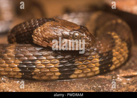 La couleuvre d'eau (bandes brun Helicops angulatus) est un peu d'espèces venimeuses de l'Amérique du Sud, celui-ci a été vu à Madre de Dios, au Pérou. Banque D'Images