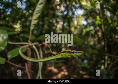 Un serpent de vigne (Xenoxybelis argenteus) est bien caché entre les branches et la végétation il appelle accueil dans la jungle péruvienne. Banque D'Images