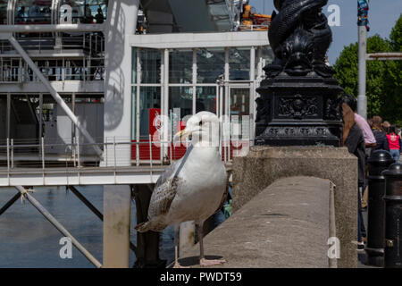 Portrait d'un oiseau de mer debout devant le parlement britannique et Westminster Bridge London, UK Banque D'Images