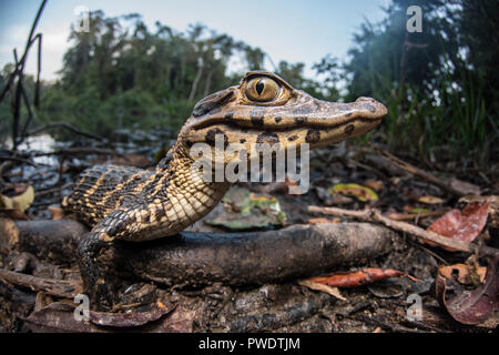 Un jeune caïman noir (Melanosuchus niger), lorsque celui-ci grandit, il sera un apex prédateur de l'Amazonie. Celui-ci est au soleil le long du lac. Banque D'Images