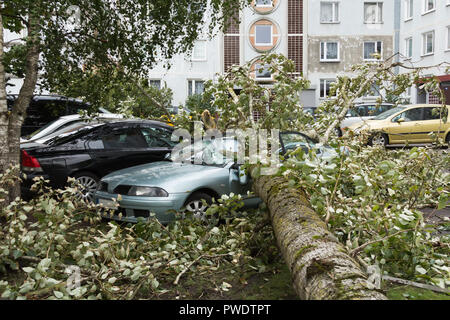 Un fort vent septembre cassé un arbre qui est tombé sur une voiture garée à proximité, backgroiund catastrophe Banque D'Images