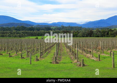 Melbourne Yarra Valley, près des célèbres vignobles de vue. Banque D'Images