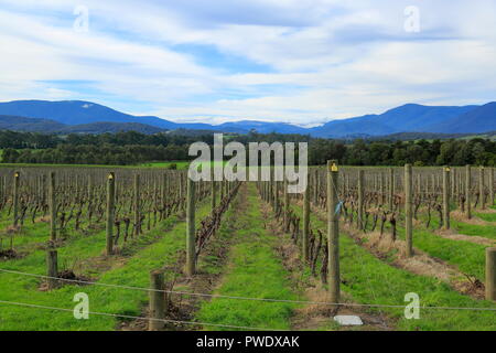 Melbourne Yarra Valley, près des célèbres vignobles de vue. Banque D'Images