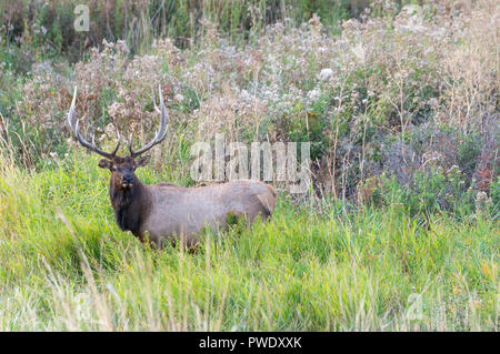 Rocky Mountain Bull le wapiti (Cervus canadensis nelsoni), en Amérique du Nord Banque D'Images