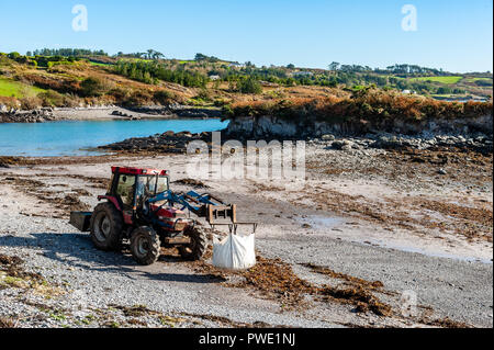 Schull, West Cork, Irlande. 15 Oct, 2018. Un agriculteur local recueille des algues marines Schull beach sur une très chaleureuse et ensoleillée pour fertiliser ses cultures. La journée sera ensoleillée, avec une prévision de temps incertain pour le reste de la semaine. Credit : Andy Gibson/Alamy Live News. Banque D'Images