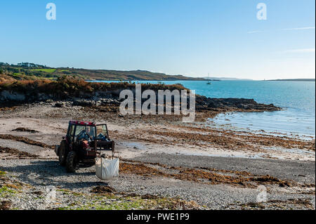 Schull, West Cork, Irlande. 15 Oct, 2018. Un agriculteur local recueille des algues marines Schull beach sur une très chaleureuse et ensoleillée pour fertiliser ses cultures. La journée sera ensoleillée, avec une prévision de temps incertain pour le reste de la semaine. Credit : Andy Gibson/Alamy Live News. Banque D'Images