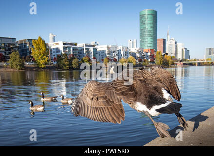 15 octobre 2018, Hessen, Frankfurt/Main : 15 octobre 2018, l'Allemagne, Frankfurt am Main : une bernache du Canada commence à partir de la rive de ses congénères, qui sont déjà sur la rivière Main, natation dans le contexte de l'aménagement résidentiel au Westhafen. Photo : Frank Rumpenhorst/dpa Banque D'Images