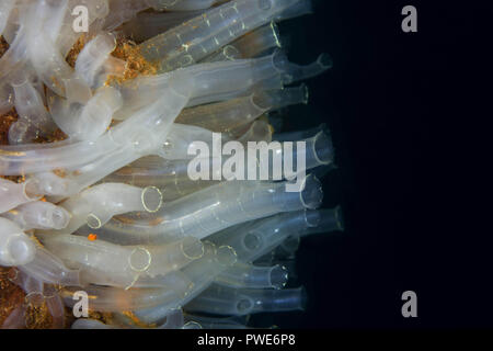 Mer de Norvège, dans le Nord de l'Atlantique, de la Norvège. 5e août 2018. colonie de mer transparente ou jaune Sea Squirt Crédit : Andrey Nekrasov/ZUMA/Alamy Fil Live News Banque D'Images