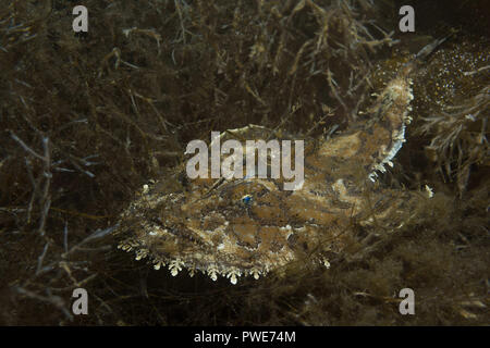 Mer de Norvège, dans le Nord de l'Atlantique, de la Norvège. 26 déc, 2010. La lotte ou baudroie (Lophius piscatorius) se trouve sur l'algue Crédit : Andrey Nekrasov/ZUMA/Alamy Fil Live News Banque D'Images