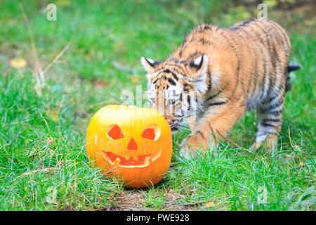 ZSL Whipsnade, UK - 16 Oct 2018. Cheey cub Makari est le premier à enquêter. Curieux trois quatre mois Amur tiger cubs, nommé Dmitri, Makari et le tsar, avec leur maman et papa Naya Botzman, utiliser leurs sens pour étudier et jouer avec leurs Halloween citrouille enrichissements. Les surprises sont donnés à l'avance, de Boo au zoo de Whipsnade, ZSL Zoo's célébration annuelle de hairy-Scary Halloween family fun qui se déroulera du samedi 20 octobre au mercredi 31 octobre 2018. Credit : Imageplotter News et Sports/Alamy Live News Banque D'Images