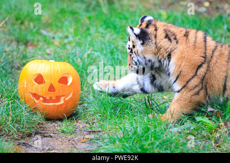 ZSL Whipsnade, UK - 16 Oct 2018. Cheey cub Makari est le premier à enquêter. Curieux trois quatre mois Amur tiger cubs, nommé Dmitri, Makari et le tsar, avec leur maman et papa Naya Botzman, utiliser leurs sens pour étudier et jouer avec leurs Halloween citrouille enrichissements. Les surprises sont donnés à l'avance, de Boo au zoo de Whipsnade, ZSL Zoo's célébration annuelle de hairy-Scary Halloween family fun qui se déroulera du samedi 20 octobre au mercredi 31 octobre 2018. Credit : Imageplotter News et Sports/Alamy Live News Banque D'Images