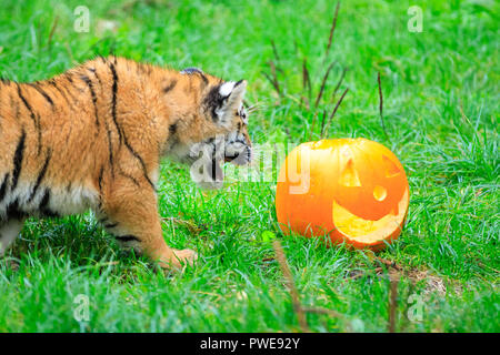 ZSL Whipsnade, UK - 16 Oct 2018. Cheey cub Makari est le premier à enquêter. Curieux trois quatre mois Amur tiger cubs, nommé Dmitri, Makari et le tsar, avec leur maman et papa Naya Botzman, utiliser leurs sens pour étudier et jouer avec leurs Halloween citrouille enrichissements. Les surprises sont donnés à l'avance, de Boo au zoo de Whipsnade, ZSL Zoo's célébration annuelle de hairy-Scary Halloween family fun qui se déroulera du samedi 20 octobre au mercredi 31 octobre 2018. Credit : Imageplotter News et Sports/Alamy Live News Banque D'Images