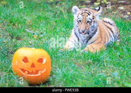 ZSL Whipsnade, UK - 16 Oct 2018. Cheey cub Makari est le premier à enquêter. Curieux trois quatre mois Amur tiger cubs, nommé Dmitri, Makari et le tsar, avec leur maman et papa Naya Botzman, utiliser leurs sens pour étudier et jouer avec leurs Halloween citrouille enrichissements. Les surprises sont donnés à l'avance, de Boo au zoo de Whipsnade, ZSL Zoo's célébration annuelle de hairy-Scary Halloween family fun qui se déroulera du samedi 20 octobre au mercredi 31 octobre 2018. Credit : Imageplotter News et Sports/Alamy Live News Banque D'Images