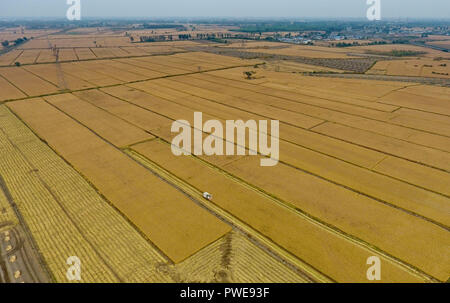 Shijiazhuang, Province de Hebei en Chine. 15 Oct, 2018. Le riz paddy sont récoltées en Wangtan Ville de Tangshan City, Hebei province de la Chine du nord, le 15 octobre 2018. Crédit : Yang Shiyao/Xinhua/Alamy Live News Banque D'Images