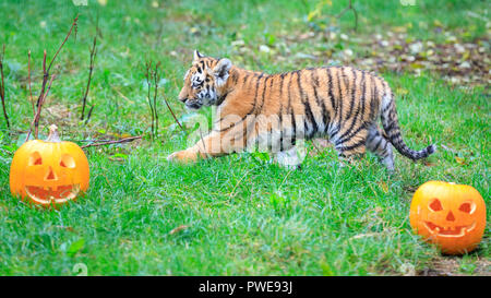 ZSL Whipsnade, UK - 16 Oct 2018. Cheey cub Makari est le premier à enquêter. Curieux trois quatre mois Amur tiger cubs, nommé Dmitri, Makari et le tsar, avec leur maman et papa Naya Botzman, utiliser leurs sens pour étudier et jouer avec leurs Halloween citrouille enrichissements. Les surprises sont donnés à l'avance, de Boo au zoo de Whipsnade, ZSL Zoo's célébration annuelle de hairy-Scary Halloween family fun qui se déroulera du samedi 20 octobre au mercredi 31 octobre 2018. Credit : Imageplotter News et Sports/Alamy Live News Banque D'Images