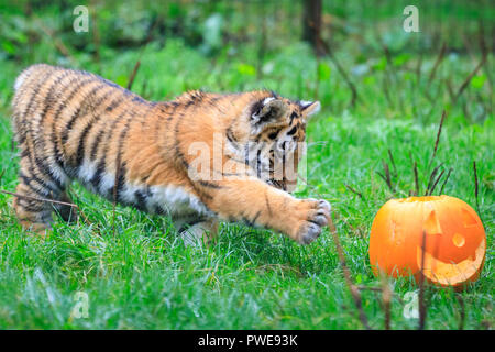 ZSL Whipsnade, UK - 16 Oct 2018. Cheey cub Makari est le premier à enquêter. Curieux trois quatre mois Amur tiger cubs, nommé Dmitri, Makari et le tsar, avec leur maman et papa Naya Botzman, utiliser leurs sens pour étudier et jouer avec leurs Halloween citrouille enrichissements. Les surprises sont donnés à l'avance, de Boo au zoo de Whipsnade, ZSL Zoo's célébration annuelle de hairy-Scary Halloween family fun qui se déroulera du samedi 20 octobre au mercredi 31 octobre 2018. Credit : Imageplotter News et Sports/Alamy Live News Banque D'Images