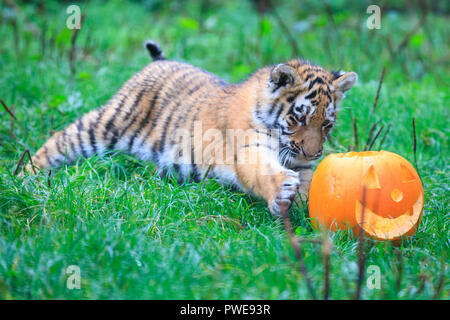 ZSL Whipsnade, UK - 16 Oct 2018. Cheey cub Makari est le premier à enquêter. Curieux trois quatre mois Amur tiger cubs, nommé Dmitri, Makari et le tsar, avec leur maman et papa Naya Botzman, utiliser leurs sens pour étudier et jouer avec leurs Halloween citrouille enrichissements. Les surprises sont donnés à l'avance, de Boo au zoo de Whipsnade, ZSL Zoo's célébration annuelle de hairy-Scary Halloween family fun qui se déroulera du samedi 20 octobre au mercredi 31 octobre 2018. Credit : Imageplotter News et Sports/Alamy Live News Banque D'Images