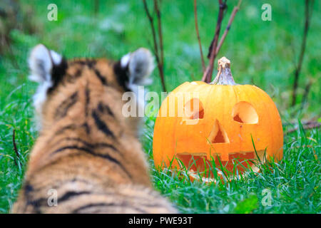 ZSL Whipsnade, UK - 16 Oct 2018. Cheey cub Makari est le premier à enquêter. Curieux trois quatre mois Amur tiger cubs, nommé Dmitri, Makari et le tsar, avec leur maman et papa Naya Botzman, utiliser leurs sens pour étudier et jouer avec leurs Halloween citrouille enrichissements. Les surprises sont donnés à l'avance, de Boo au zoo de Whipsnade, ZSL Zoo's célébration annuelle de hairy-Scary Halloween family fun qui se déroulera du samedi 20 octobre au mercredi 31 octobre 2018. Credit : Imageplotter News et Sports/Alamy Live News Banque D'Images
