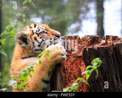 ZSL Whipsnade, UK, 16 Oct 2018. Cheey cub Makari est le premier à enquêter. Curieux trois quatre mois Amur tiger cubs, nommé Dmitri, Makari et le tsar, avec leur maman et papa Naya Botzman, utiliser leurs sens pour étudier et jouer avec leurs Halloween citrouille enrichissements. Les surprises sont donnés à l'avance, de Boo au zoo de Whipsnade, ZSL Zoo's célébration annuelle de hairy-Scary Halloween family fun qui se déroulera du samedi 20 octobre au mercredi 31 octobre 2018. Credit : Imageplotter News et Sports/Alamy Live News Banque D'Images