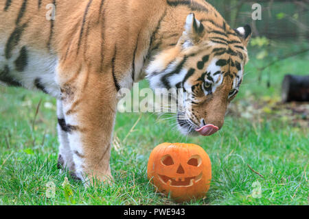 ZSL Whipsnade, UK, 16 Oct 2018. Papa Botzman s'intéresse à la citrouille. Curieux trois quatre mois Amur tiger cubs, nommé Dmitri, Makari et le tsar, avec leur maman et papa Naya Botzman, utiliser leurs sens pour étudier et jouer avec leurs Halloween citrouille enrichissements. Les surprises sont donnés à l'avance, de Boo au zoo de Whipsnade, ZSL Zoo's célébration annuelle de hairy-Scary Halloween family fun qui se déroulera du samedi 20 octobre au mercredi 31 octobre 2018. Credit : Imageplotter News et Sports/Alamy Live News Banque D'Images