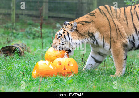 ZSL Whipsnade, UK, 16 Oct 2018. Papa Botzman s'intéresse à la citrouille. Curieux trois quatre mois Amur tiger cubs, nommé Dmitri, Makari et le tsar, avec leur maman et papa Naya Botzman, utiliser leurs sens pour étudier et jouer avec leurs Halloween citrouille enrichissements. Les surprises sont donnés à l'avance, de Boo au zoo de Whipsnade, ZSL Zoo's célébration annuelle de hairy-Scary Halloween family fun qui se déroulera du samedi 20 octobre au mercredi 31 octobre 2018. Credit : Imageplotter News et Sports/Alamy Live News Banque D'Images