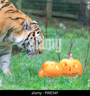 ZSL Whipsnade, UK, 16 Oct 2018. Papa Botzman s'intéresse à la citrouille. Curieux trois quatre mois Amur tiger cubs, nommé Dmitri, Makari et le tsar, avec leur maman et papa Naya Botzman, utiliser leurs sens pour étudier et jouer avec leurs Halloween citrouille enrichissements. Les surprises sont donnés à l'avance, de Boo au zoo de Whipsnade, ZSL Zoo's célébration annuelle de hairy-Scary Halloween family fun qui se déroulera du samedi 20 octobre au mercredi 31 octobre 2018. Credit : Imageplotter News et Sports/Alamy Live News Banque D'Images