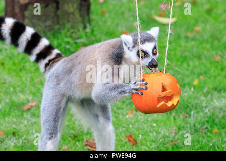 ZSL Whipsnade, UK, 16 Oct 2018. Un groupe de lémuriens à queue anneau ludique sont de plus dans l'esprit d'Halloween et avec enthousiasme leurs enquêtes sont les citrouilles et les friandises. Ces limites sont données à l'avance, de Boo au zoo de Whipsnade, ZSL Zoo's célébration annuelle de hairy-effrayant plaisir en famille. Les surprises sont donnés à l'avance, de Boo au zoo de Whipsnade, ZSL Zoo's célébration annuelle de hairy-Scary Halloween family fun qui se déroulera du samedi 20 octobre au mercredi 31 octobre 2018. Credit : Imageplotter News et Sports/Alamy Live News Banque D'Images