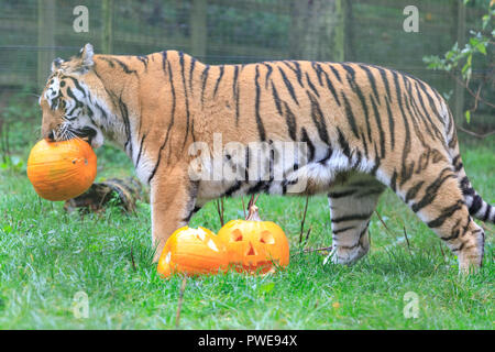 ZSL Whipsnade, UK, 16 Oct 2018. Papa Botzman s'intéresse à la citrouille. Curieux trois quatre mois Amur tiger cubs, nommé Dmitri, Makari et le tsar, avec leur maman et papa Naya Botzman, utiliser leurs sens pour étudier et jouer avec leurs Halloween citrouille enrichissements. Les surprises sont donnés à l'avance, de Boo au zoo de Whipsnade, ZSL Zoo's célébration annuelle de hairy-Scary Halloween family fun qui se déroulera du samedi 20 octobre au mercredi 31 octobre 2018. Credit : Imageplotter News et Sports/Alamy Live News Banque D'Images