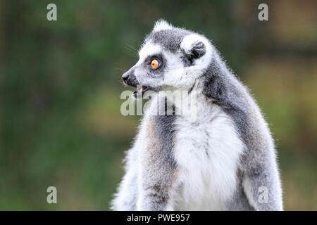 Lemur à queue d'anneau (lemur catta), gros plan, extérieur, fond neutre, expression drôle Banque D'Images