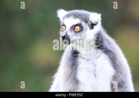 Lemur à queue d'anneau (lemur catta), gros plan, extérieur, fond neutre, expression drôle Banque D'Images