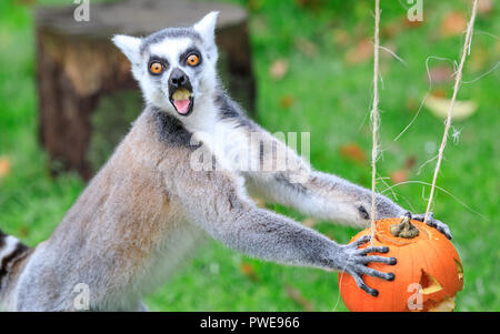 ZSL Whipsnade, UK, 16 Oct 2018. Un groupe de lémuriens à queue anneau ludique (Lemur catta) sont dans l'esprit d'Halloween et avec enthousiasme leurs enquêtes sont les citrouilles et les friandises. Ces limites sont données à l'avance, de Boo au zoo de Whipsnade, ZSL Zoo's célébration annuelle de hairy-effrayant plaisir en famille. Les surprises sont donnés à l'avance, de Boo au zoo de Whipsnade, ZSL Zoo's célébration annuelle de hairy-Scary Halloween family fun qui se déroulera du samedi 20 octobre au mercredi 31 octobre 2018. Credit : Imageplotter News et Sports/Alamy Live News Banque D'Images