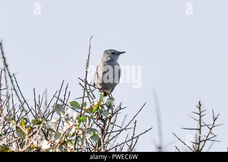 Lands End, Cornwall, UK. 16 octobre 2018. Un méga Catbird rare a été vu dans la région de Lands End. Les ornithologues amateurs du Royaume-Uni sont à la baisse pour avoir un aperçu de l'oiseau. Crédit : Simon Maycock/Alamy Live News Banque D'Images