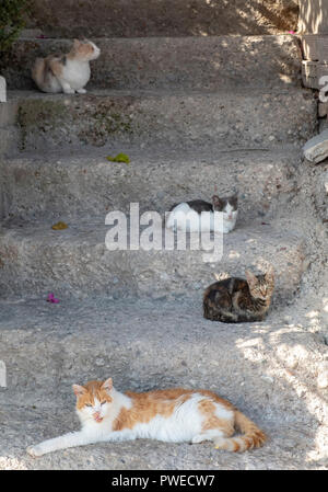 Chats sur un escalier en béton d'une maison dans un village chypriote près de Paphos. Banque D'Images