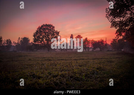 Arbres sur champ vert. En fin de soirée Automne Coucher du soleil. Banque D'Images