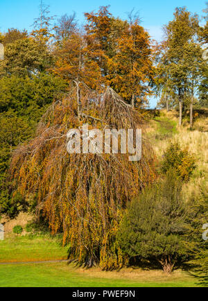 La maturité de l'automne couleur hêtre, Dalkeith Country Park, Midlothian, Ecosse, Royaume-Uni Banque D'Images