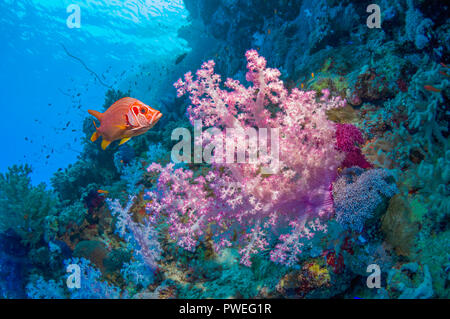 Plate-Long spiniferusm marignans [Sargocentron] with [Dendronephthya sp.] le récif de corail. L'Egypte, Mer Rouge. Banque D'Images