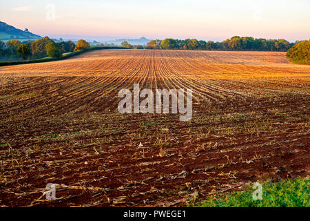 Tôt le matin, la lumière du soleil sur une terre agricole récemment récoltés en vue de la Tor de Glastonbury. Wells, Somerset, UK Banque D'Images