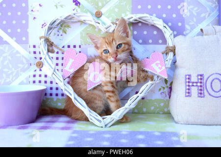 Ginger chaton, 6 semaines, Banque D'Images