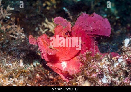 Paddle-flap [Rhinopias eschmeyeri scorpénidés]. Puerto Galera, Philippines. Banque D'Images